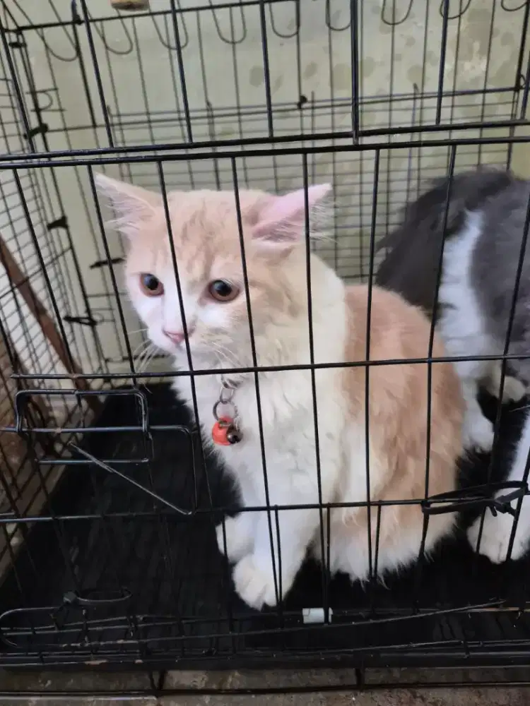 Dijual kucing anggora