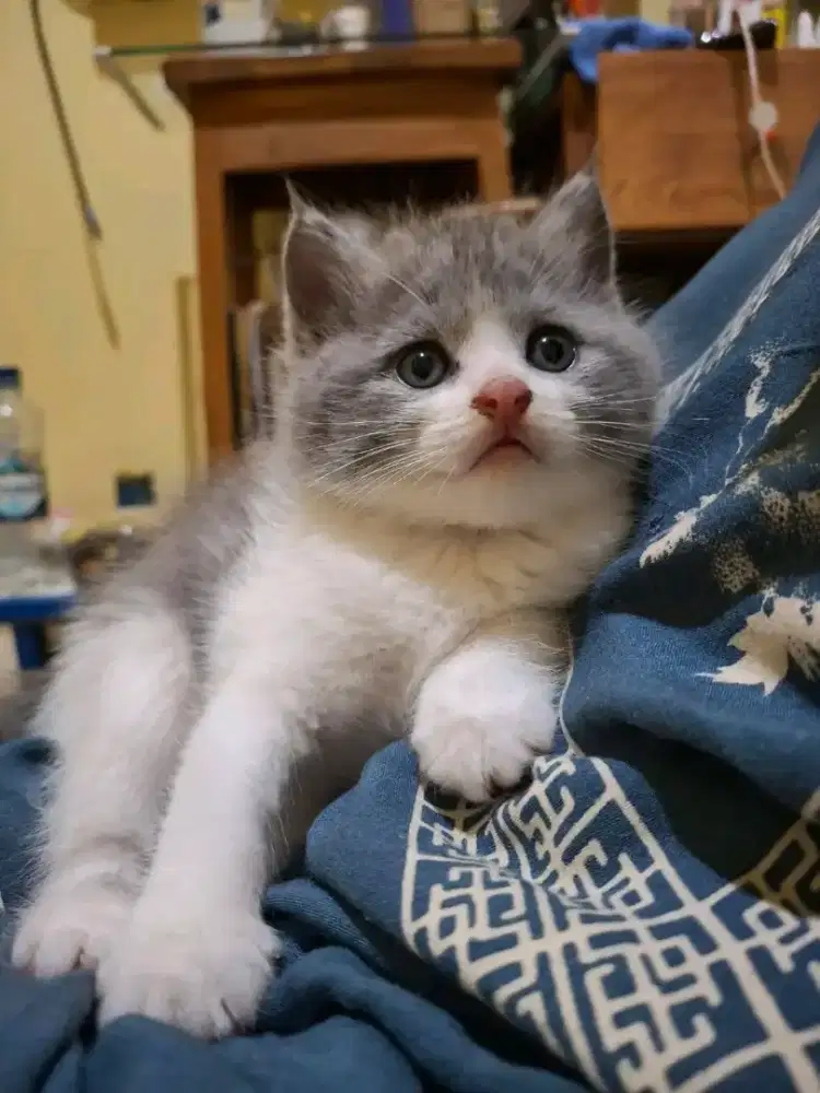 Kitten British Shorthair mixbreed