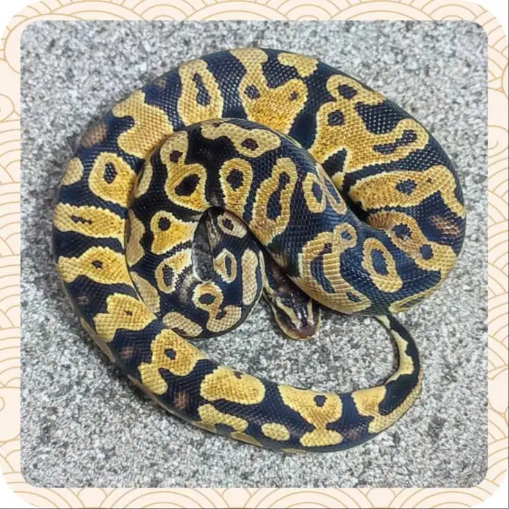 Ballpython Pastel h Pied ph Lavender - Male/Jantan Baby up