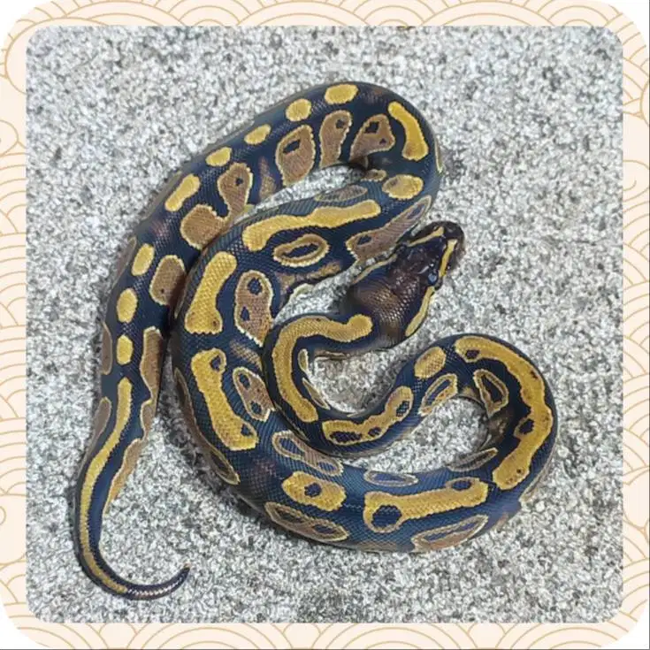 Ballpython Spectre h Pied ph Lavender - Female/Betina