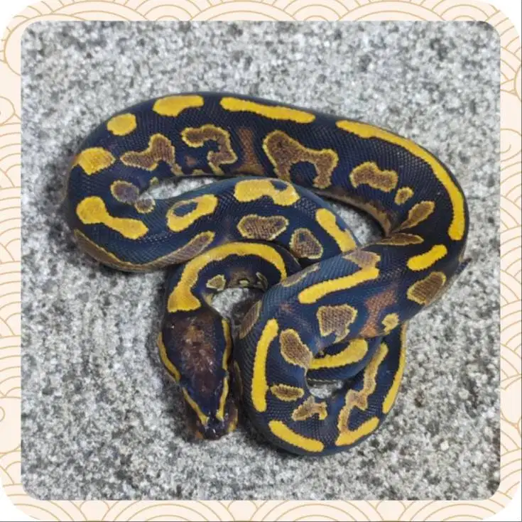 Ballpython YB h Pied ph Lavender - Jantan/Male