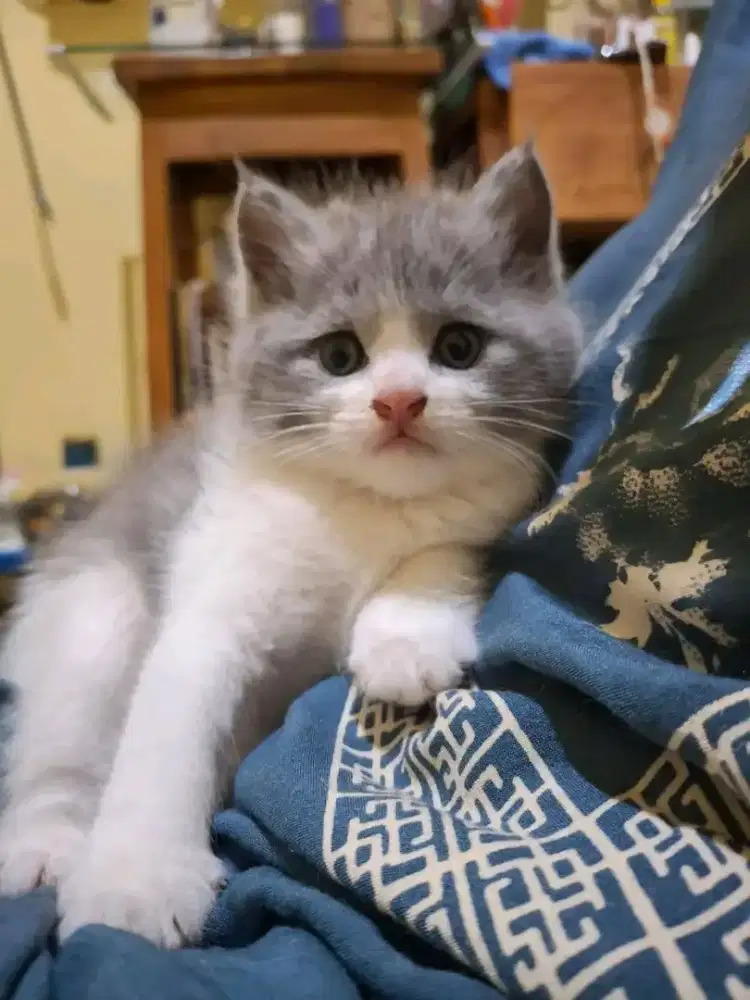 Kitten betina British Shorthair betina mixbreed