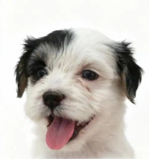 Maltipo Gemoy motif Langka