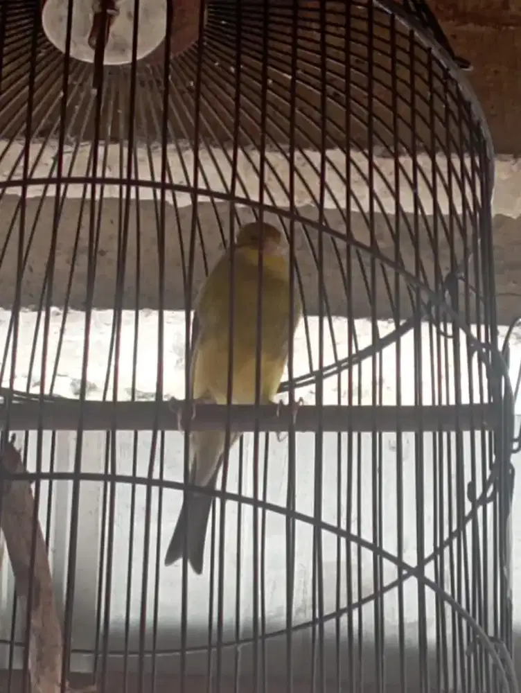 Burung. Kenari AFS ijo bon bunyi