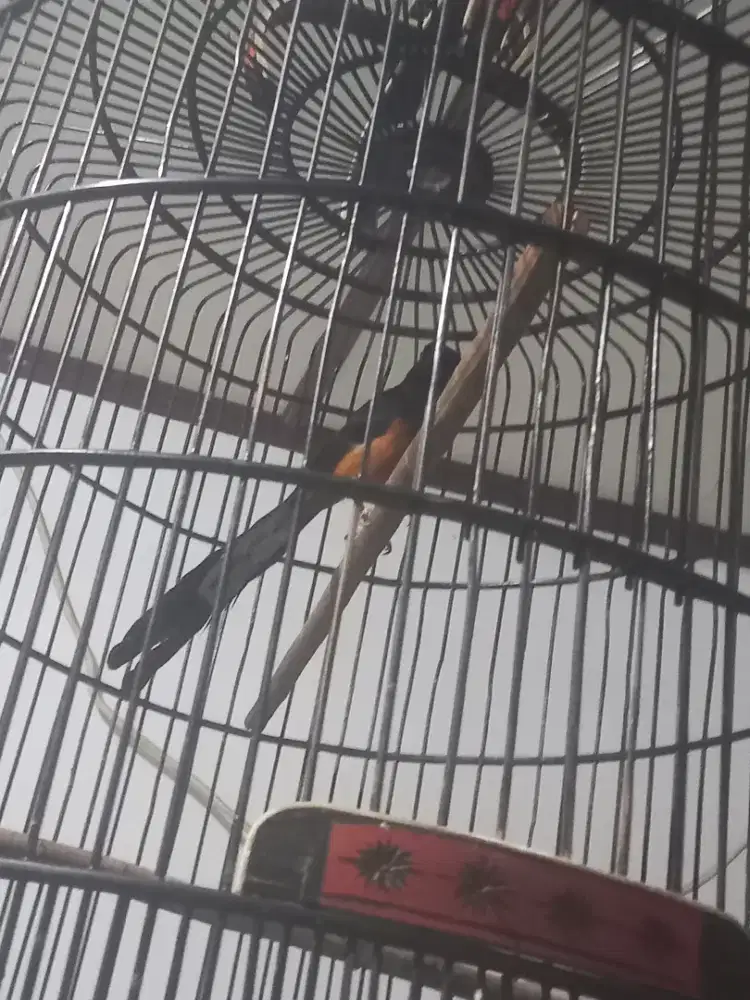 Murai batu balak 8 sabang ring fullset