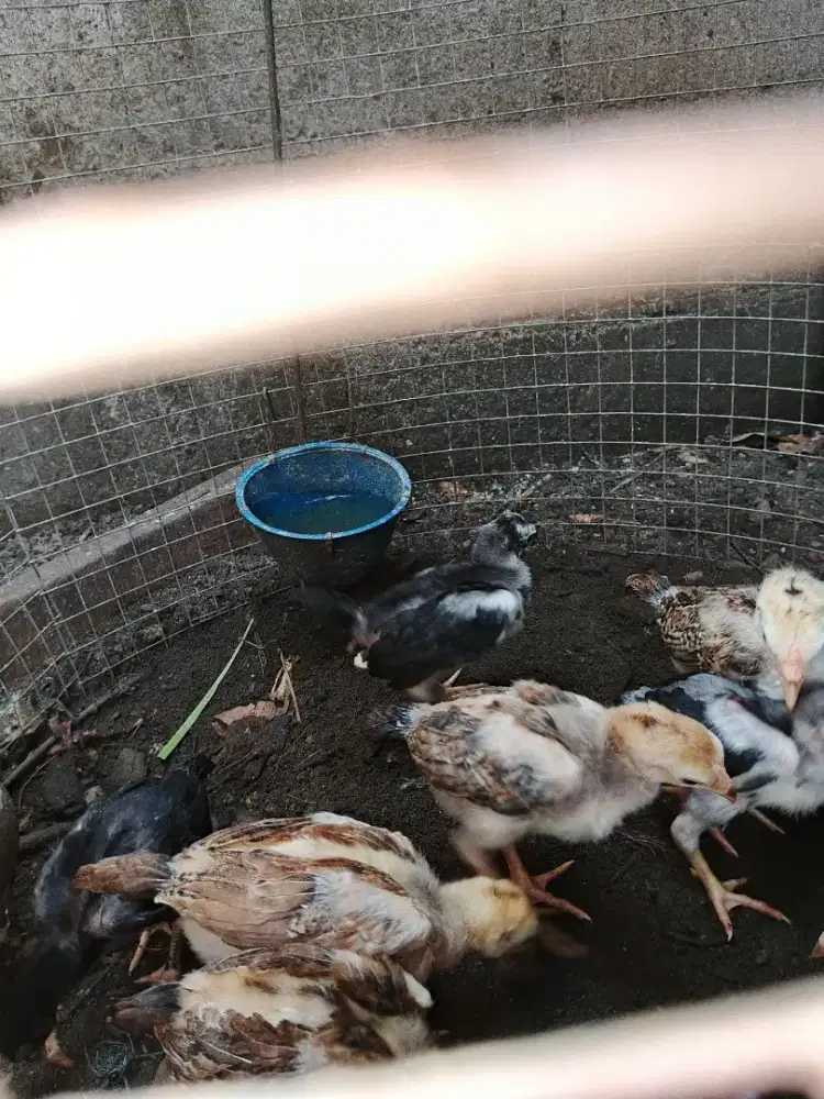 Anak ayam Bangkok tehnik