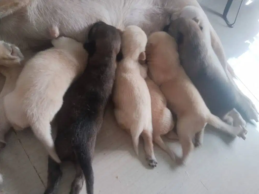 Anak anjing umur +/- 3 minggu