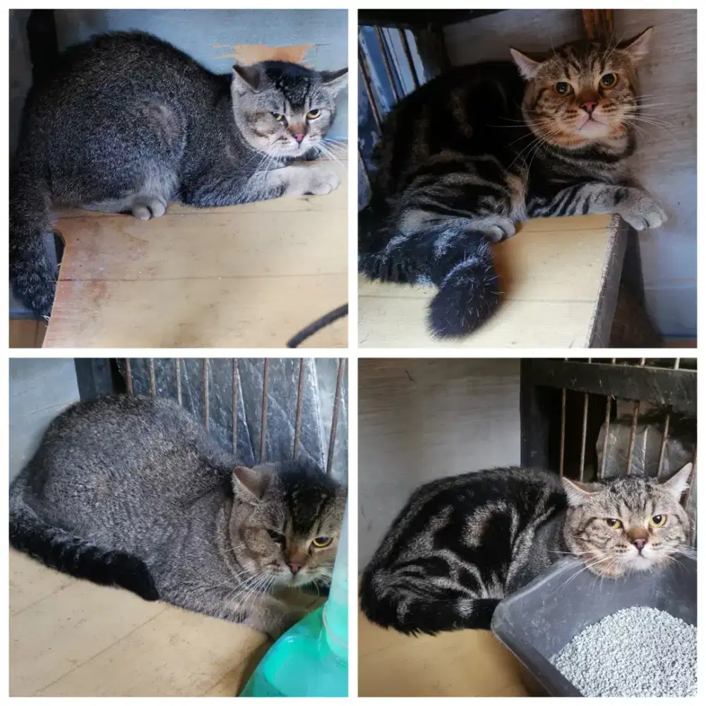 Kucing BSH Mix Scotish Keren borongan 2 ekor