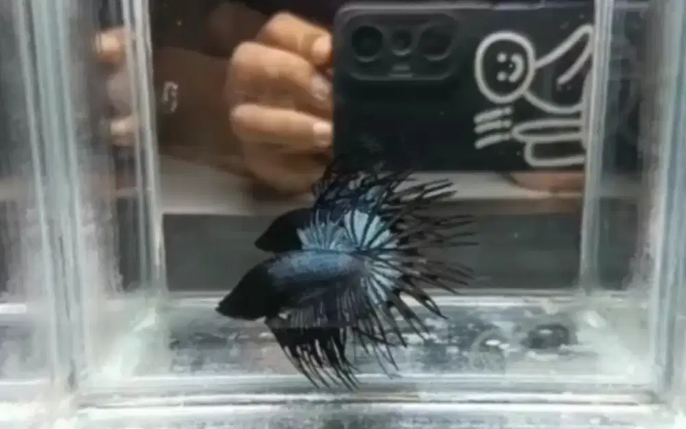 Ikan Cupang Serit Black Orchid - Hitam, Ukuran M, Warna Elegan