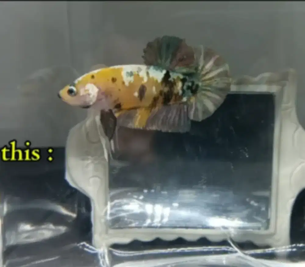 Ikan cupang Yellow Koi Copper - Warna Cerah, | ikan hias