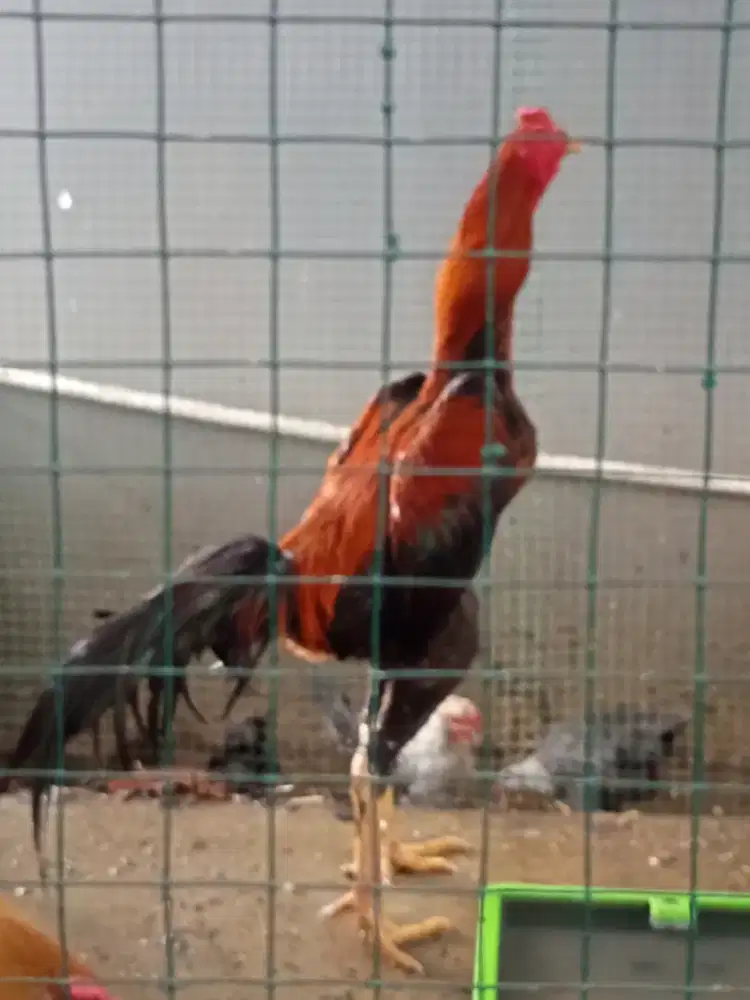 Ayam BK body Big tegap leher panjang