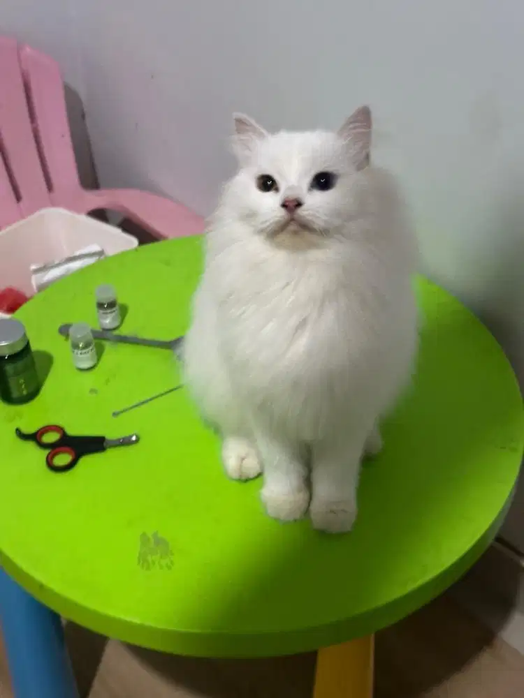 Persia betina odd eye gembul