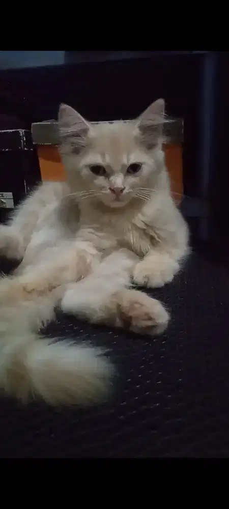 Persian medium jantan