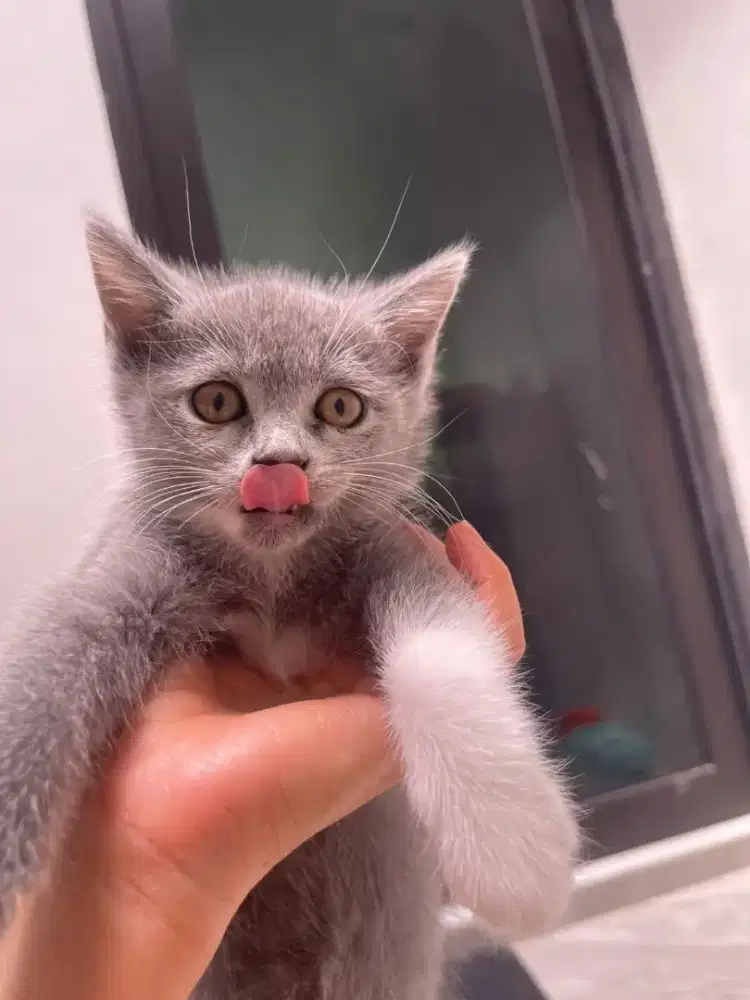 Open adopt anakan bsh mix