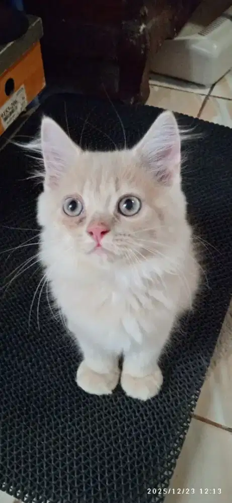 Persian medium jantan