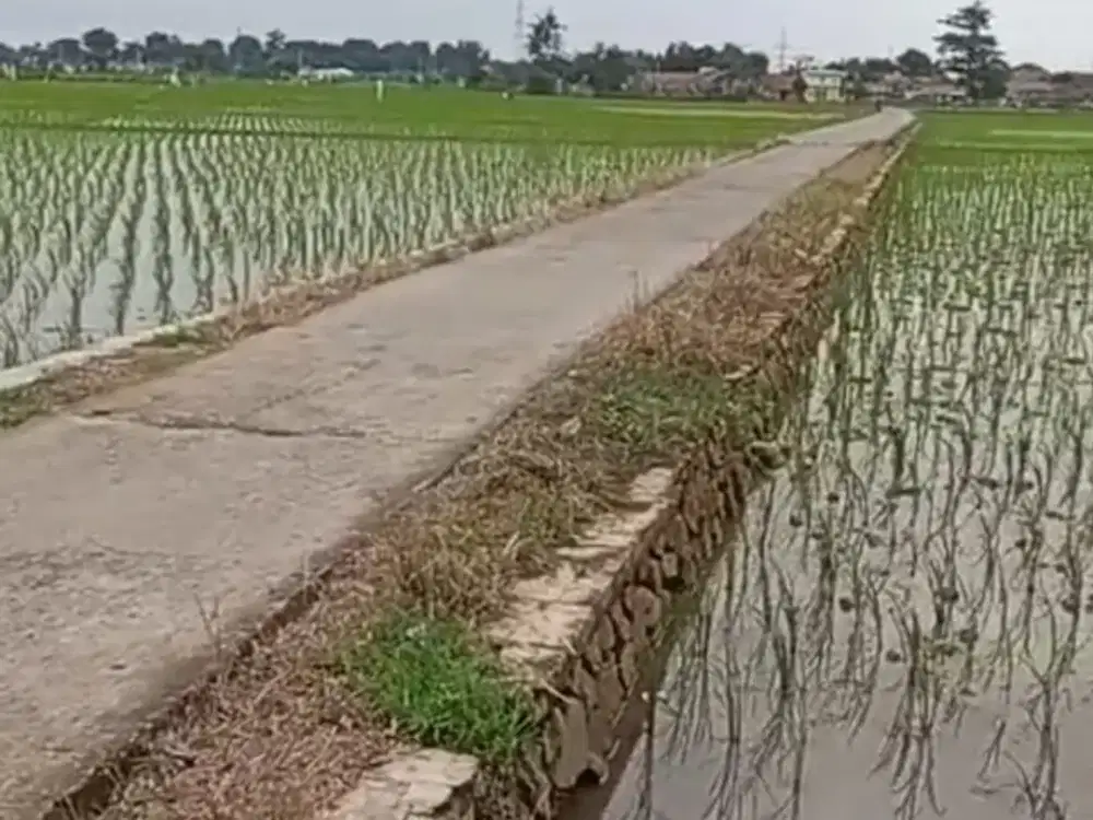 Tanah Murah Harga Miring Luas 7.460 m2 Di Tanjungpura Karawang