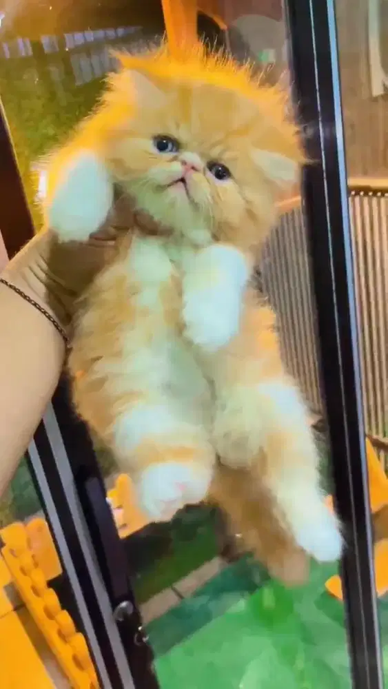 Kitten Persia anak kucing peaknose betina