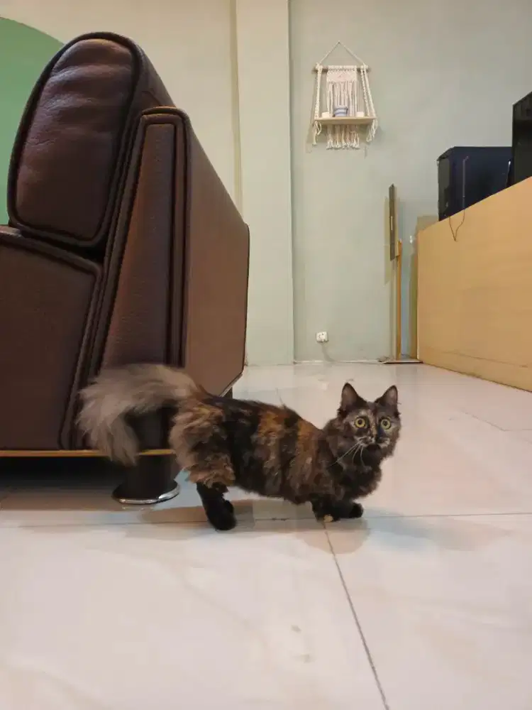 Munchkin Longhair lagi hamilll.