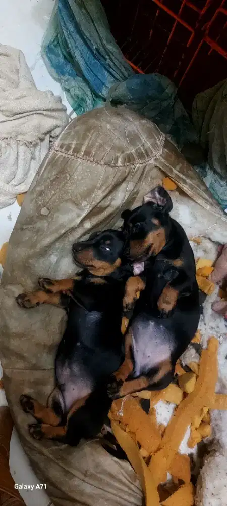 Jual Sepasang Pure.Mini Tekel.Murah