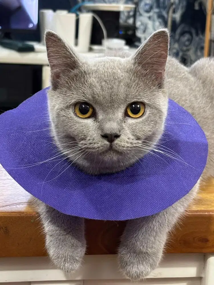 Cari Karyawan Petshop dan Asisten Rumah Tangga