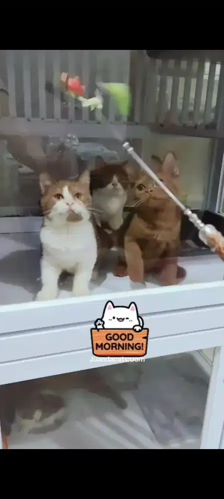 BSH Munchkin cinamon, silver,golden dll