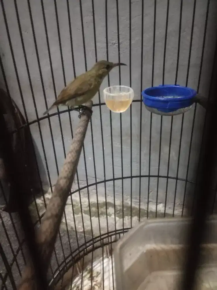 Konin betina fullset