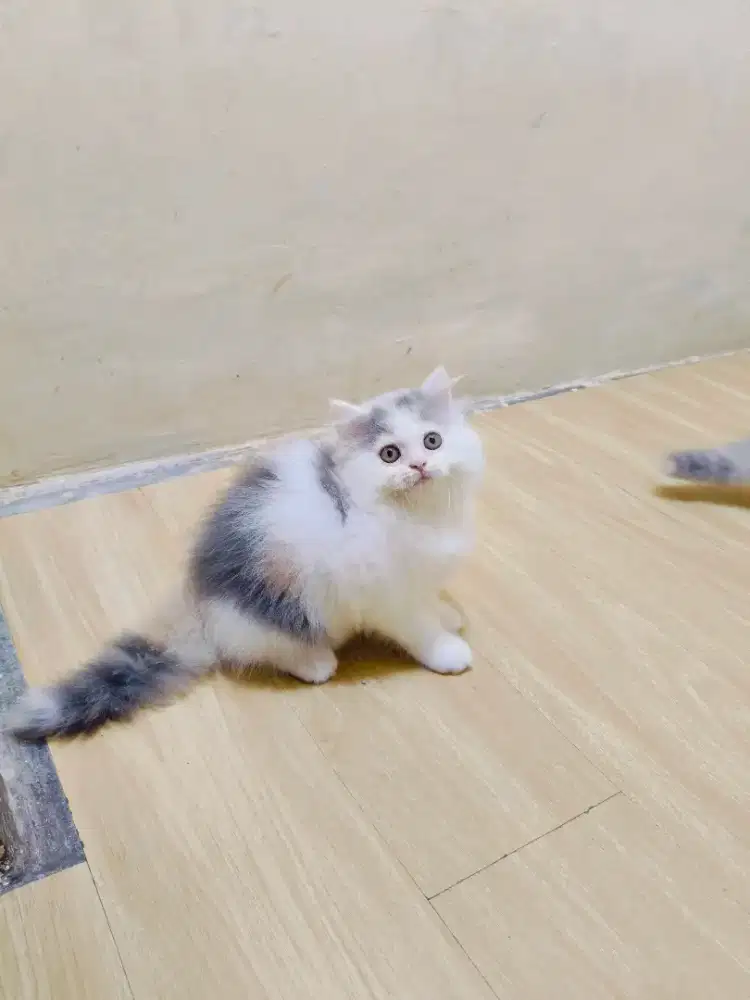 Kitten Persia calico