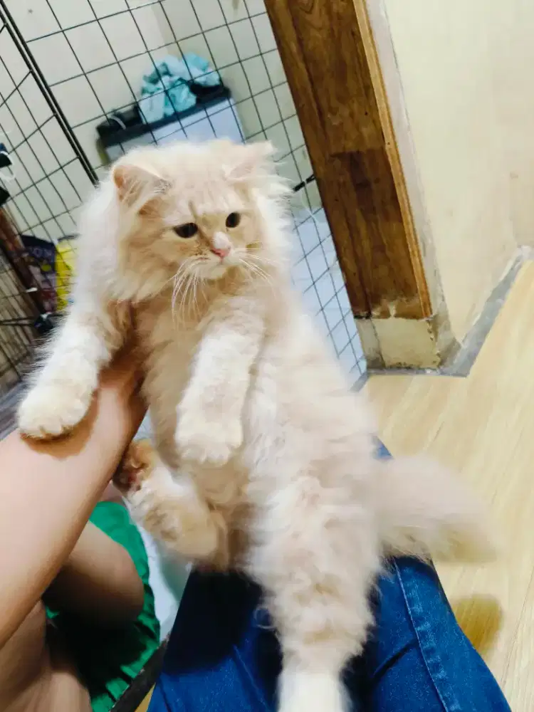 Kitten Persia moka jantan