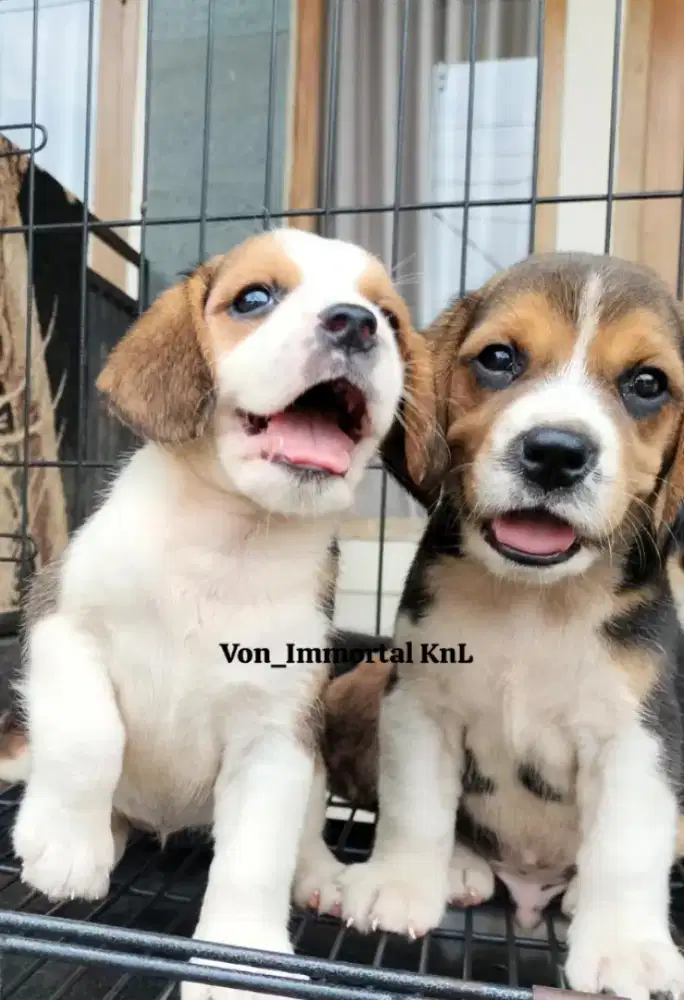 Beagle Jantan Betina