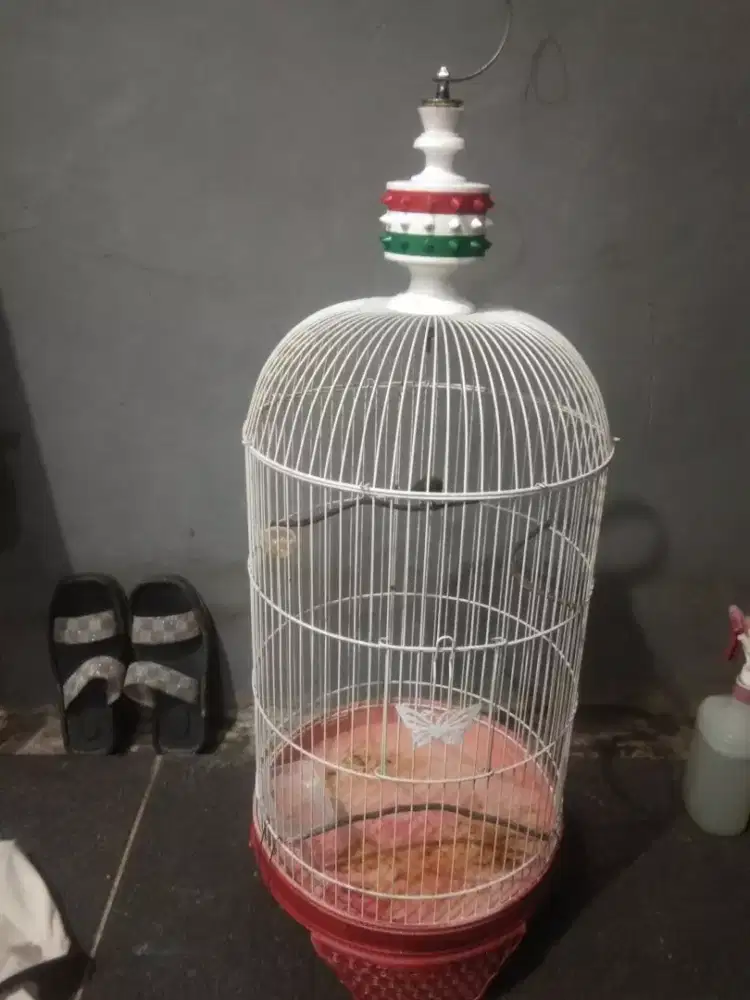 Kolibri kuning hitam fullset