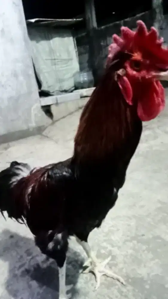 Ayam pelung suara mantap