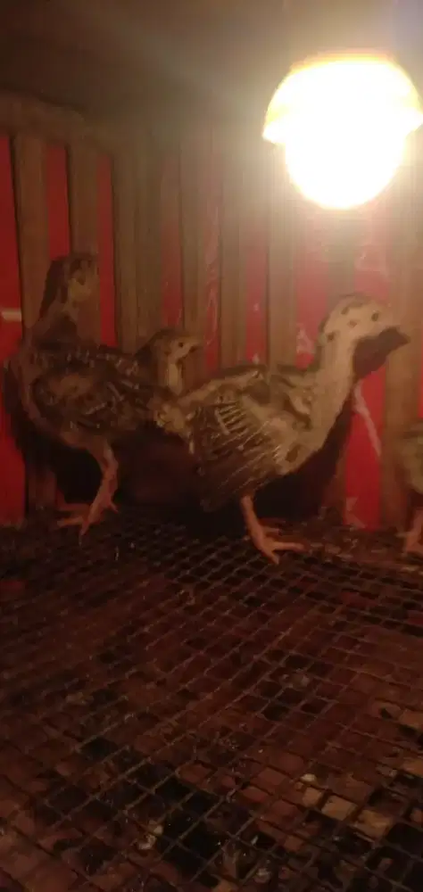 Anak kalkun sepasang