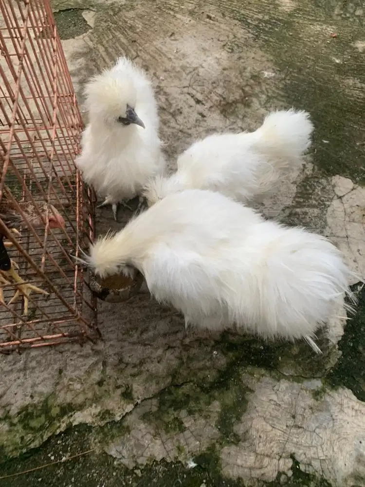Ayam american silkie