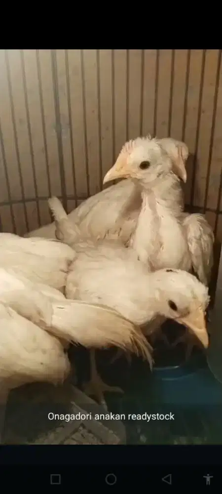 Jual cepat aj anak an ayam jepang/Onaga dori