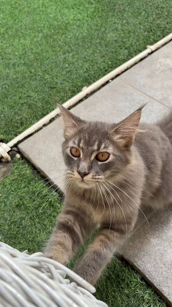 LA mainecoon Usia 4 bulan