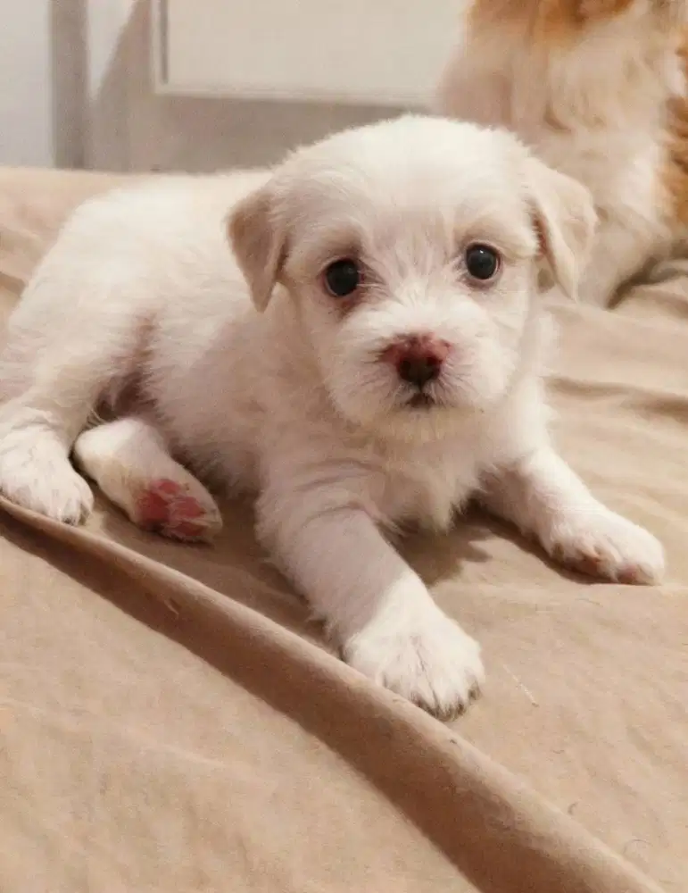 Anak anjing gemoy jantan