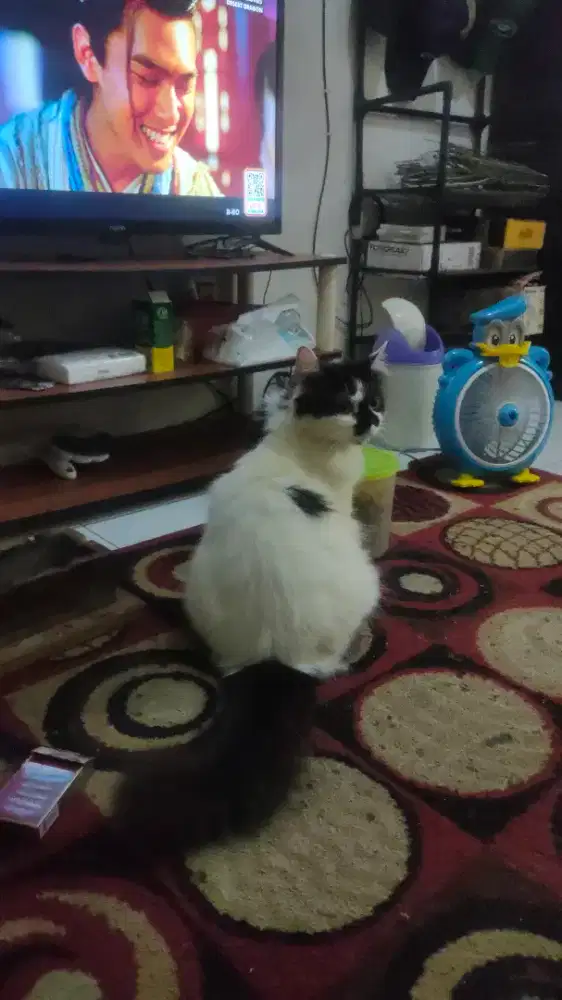 Persia medium hitam putih