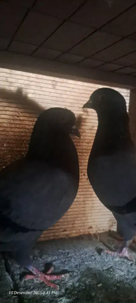 Burung Merpati / burung Dara