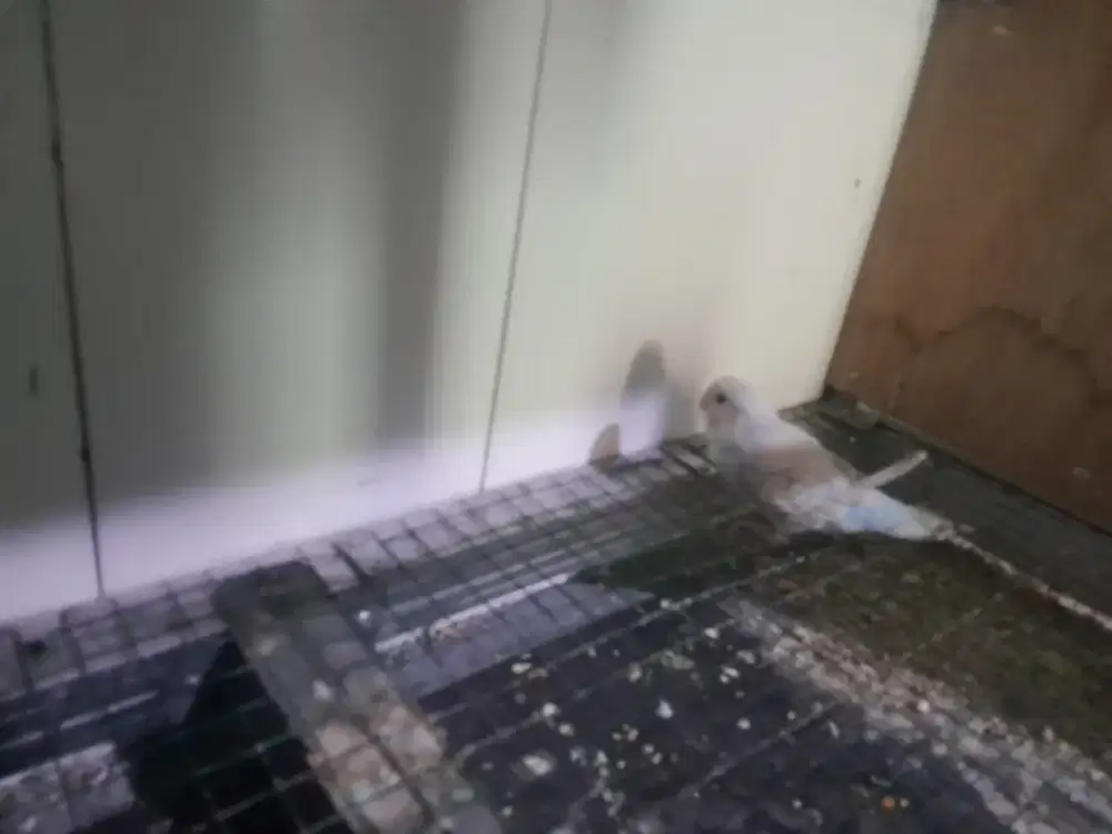 Parkit mandiri umur 3 bulan sesuai foto