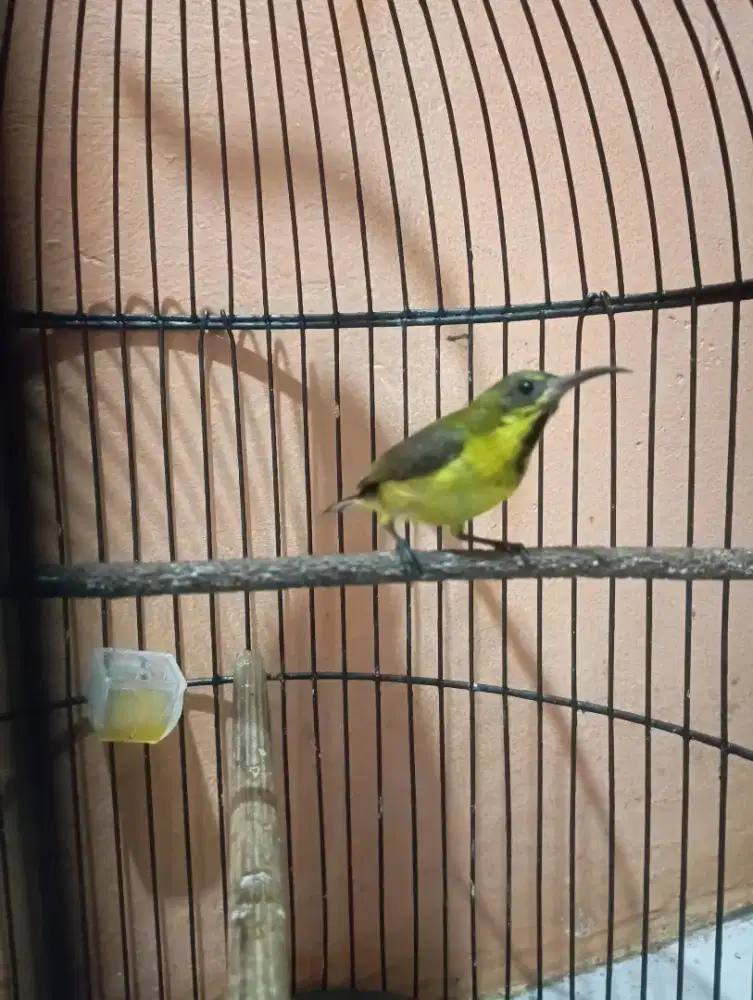 Burung so gon masteran Murai