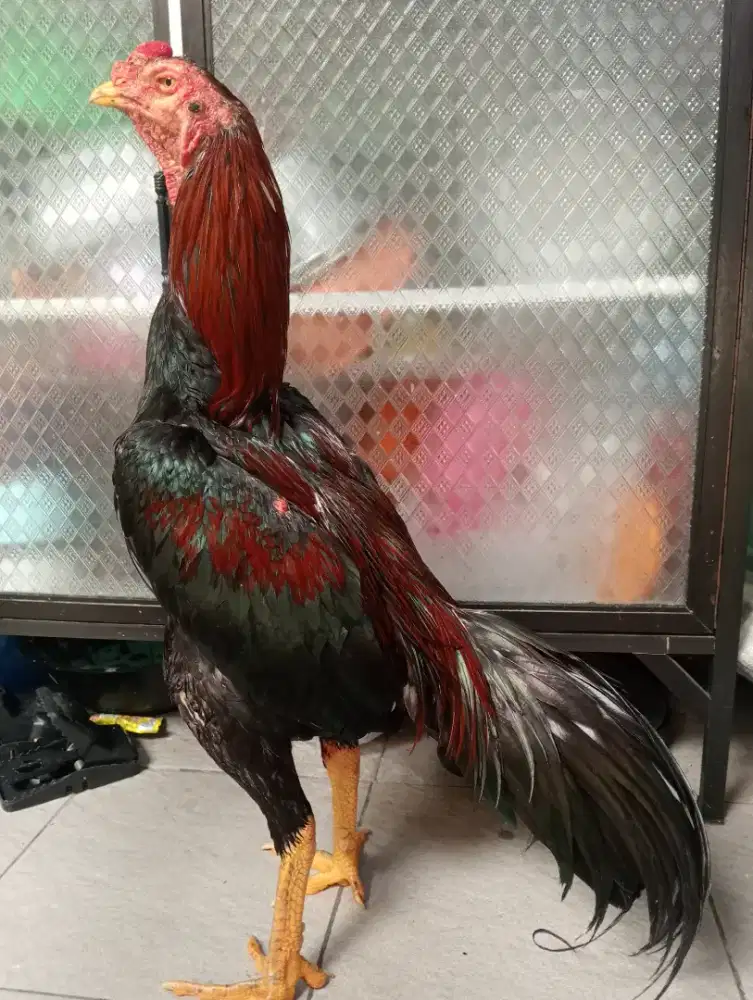 Ayam bangkok ORI uk 6+