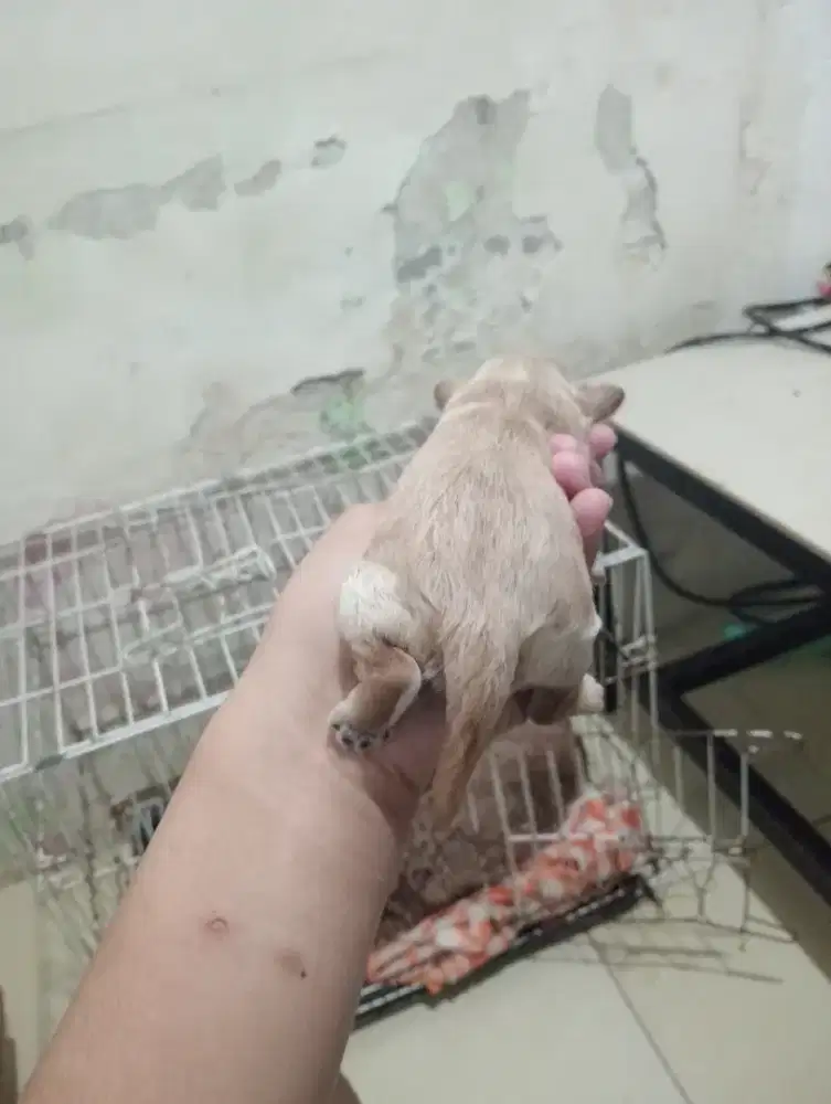 Mix, poodle jantan yang banyak bulu