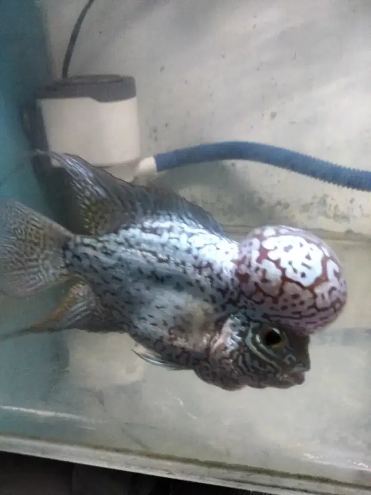 Ikan Louhan Kamfa F2 Ori Jual Rugi