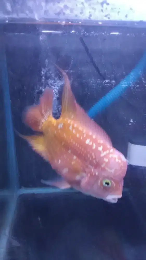 Ikan Louhan Kamfa F2 Ori Jual Rugi