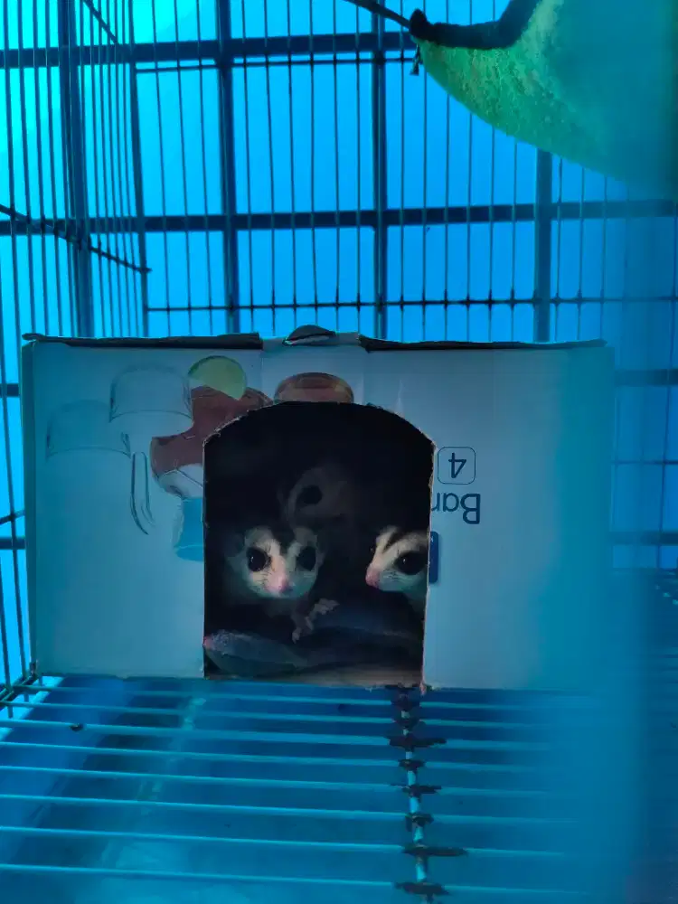 Sugar glider wf