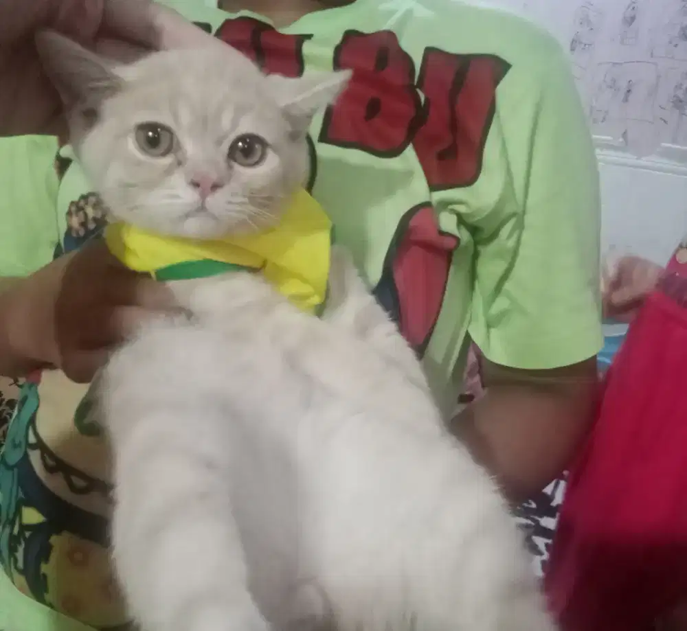 Kitten British Short hair jantan