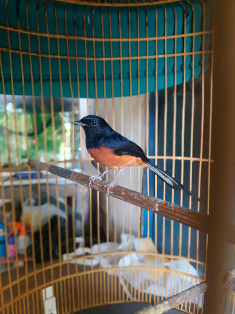 Murai jantan ada 2 ekor