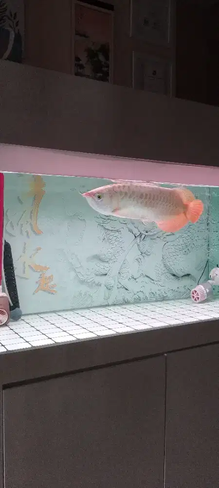 Dijual Arwana satu set aquarium