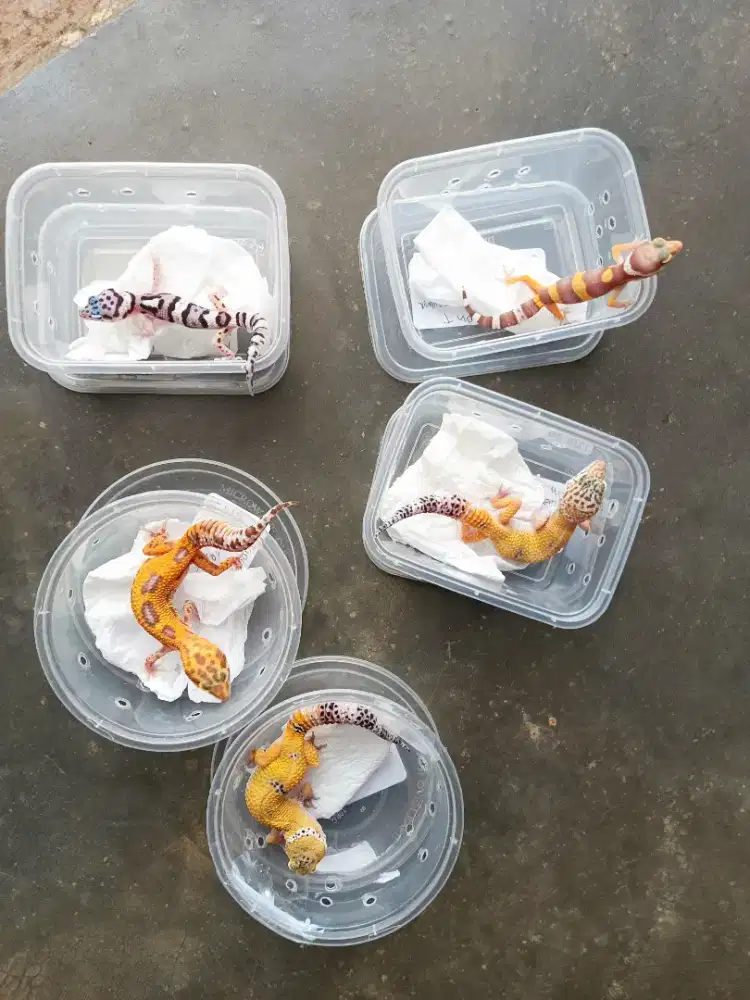 LEOPARD GECKO 5 EKOR