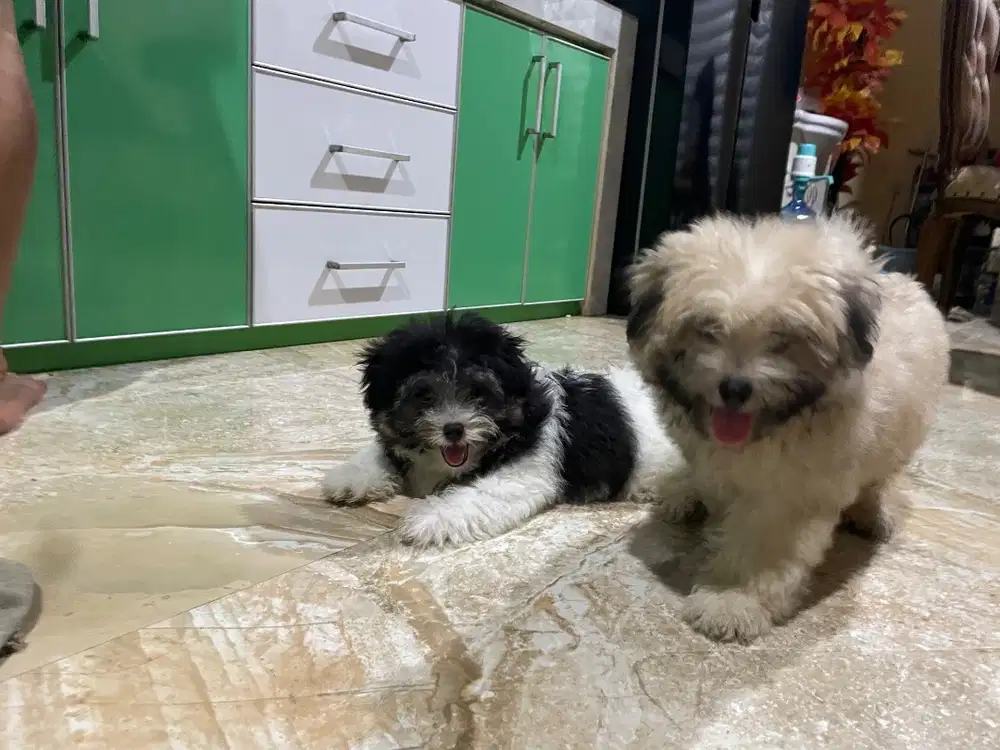 Dijual Anjing Puppy or puppies, maltese mix shihtzu